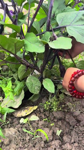 🍆 Eggplant Pruning Hack: Trimming Lower Leaves & Suckers for Bigger Fruit! ✂️ #shorts