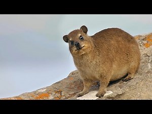 Rock Hyrax, a naughty cute and smart animal.岩蹄兔，调皮可爱又聪明的一种动物