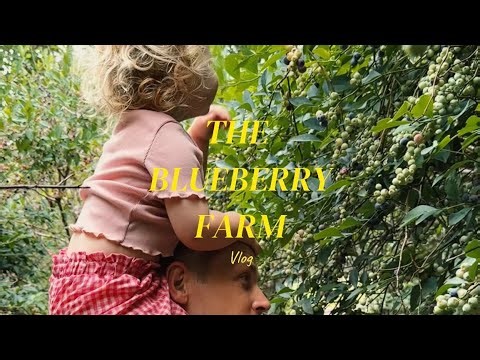 Goldie Girl loved this blueberry farm 🫐