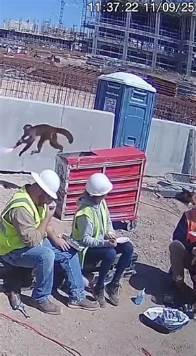 Monkey Explodes Porta-Potty
