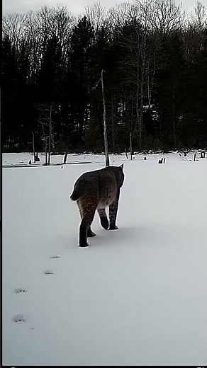Bobcat Tracks