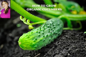 200K views · 1.3K reactions | Cucumbers are one of the easiest...