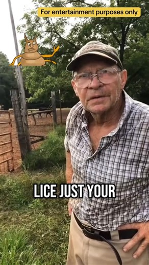 Cydectin pour on de-wormer for lice #cow #farmer #farm #healthcare #livehighlights #tiktoklive | The Cussing Farmers