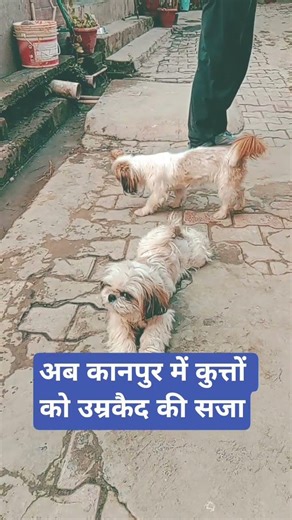 Now strict action is also taken against dogs under the rule of CM Yogi #shorts #viralshort