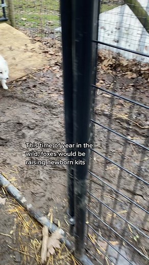 🦊 Tundra likes to deem a favorite stuffed animal as his “baby” every so often. Currently, this green, lil alligator has been the chosen one. He’s the sweetest! 🥰>> From an educational perspective: In the spring, foxes would be rearing newborn kits. Dads oftentimes play an essential role in hunting and looking after Mama and babies. And let me tell you what, although they’re in captivity, Tundra treats Cleo like a Queen, and is the best pretend Daddy fox. #wildliferescue #foxsanctuary