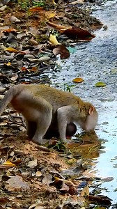 10K views · 972 reactions | There are really lovely and cute monkeys there as well | Monkeys Daily | Facebook