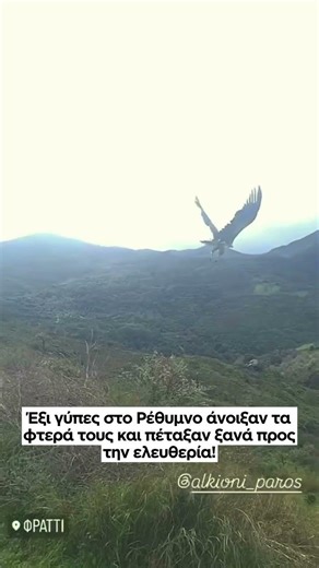 Έξι γύπες στο Ρέθυμνο άνοιξαν τα φτερά τους και πέταξαν ξανά προς την ελευθερία!