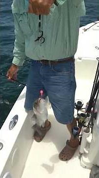 How to slap the Mangrove Snapper in Tampa Bay. #mangrovesnapper #snapperfishing #tampabay