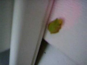 The Frog on My Front Porch