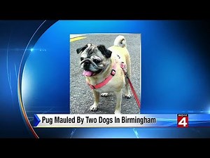 Pug mauled to death in Birmingham