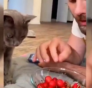 349K views · 9.7K reactions | Pets Farm | Cats do everything better than humans | Pets Farm | Facebook