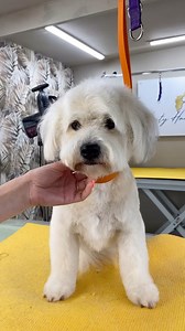 852K views · 14K reactions | 5 minute head- Tool List: The Coat...