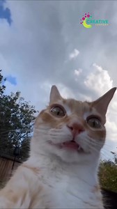 124K views · 2.2K reactions | A cat pawing at the fish tank like it's fishing. | Creative Company | Facebook