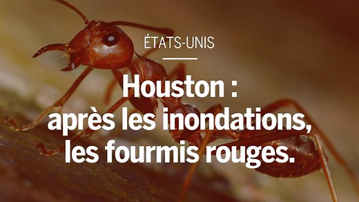 De nombreuses colonies de fourmis rouges ont été aperçues flottant dans les rues inondées de la ville américaine après le passage de la tempête Harvey. | Le Monde