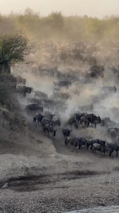 An awesome iPhone video my wife, Kelsey filmed with my phone as I was photographing the wildebeest cross the Mara River. The great migration is amazing to witness. Kenya, Africa | Harry Collins Photography