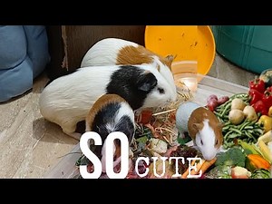 Cute Guinea Pigs 2025 | Funny Moments Compilation
