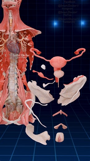 Smart Doctor on Instagram: "Uterus Anatomy | Your First Homeland ♀️✨ . . . . #fblifestyle #pregnancy #baby #anatomy #heart #pregnant #medicina #doctor #माहवारी #月経 #임신 #妊娠 #gravidez #fetal #love #Childbirth #femalemodel #babyboy #babylove #babygirl #vaginal #uterus #human #female #ReproductiveSystem #ovaries #vulva #женщины #матка #útero"