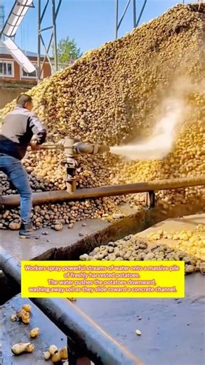 This Water Trick Moves Thousands of Potatoes #farmer #agriculture