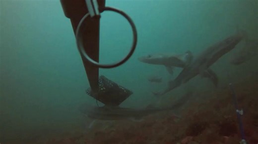 1.2K views | Shaw Centre for the Salish Sea : Mardi des tout-petits «...