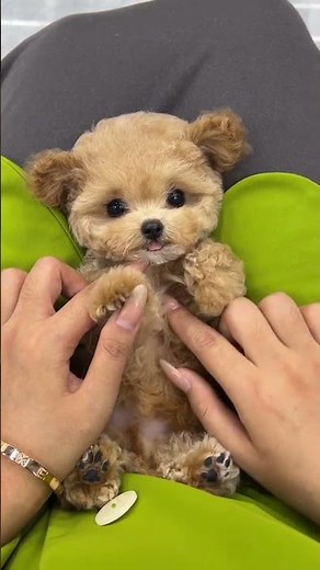 Robot, Puppy or AI? Or possibly a Chicken Nugget?