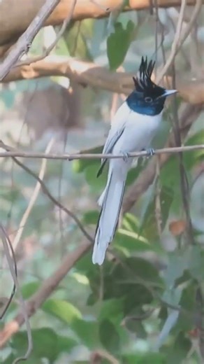 Fly catcher flying.... please like, share and subscribe 🙏