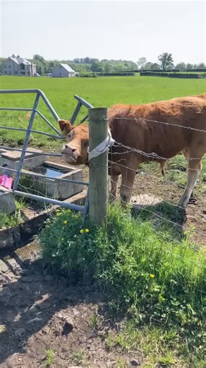 Rian O'Hagan on TikTok