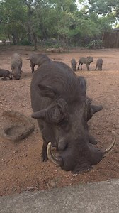 200K views · 2.3K reactions | Big Warthog Chews #reel #safari #animals #wildlife #nature | Latest Wildlife Sightings | Facebook