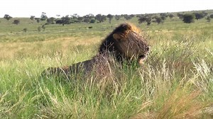 Tall, long, and lean male of the Kalahari moves with effortless elegance - a striking contrast to the bulkier males of the bushveld. Built for endurance and speed, he’s a desert specialist, sculpted by the harsh beauty of the wild #wild #life #wildlife #epic #nature #animals #wow #amazing #safari #desert | African Bush Kingdom