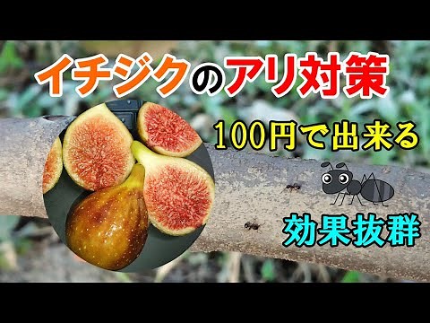 イチジクの木のアリ対策 100円で出来たのに効果は抜群でした！