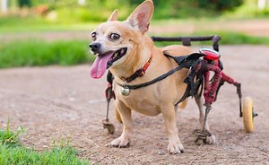 Best Dog Wheelchair: Help Your Dog Walk Again