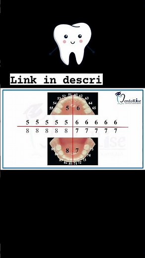 Tooth Numbering System | FDI System | LINK IN DESCRIPTION |Tooth Notation System #shorts