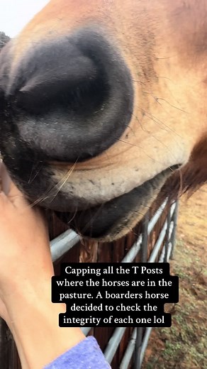 Funniest guy. He’s so cute #funnyhorse #ranchlife