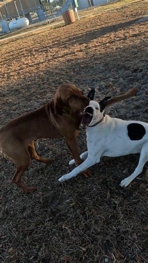 Frank’s ears flapping in the wind as he races around the park. Pure happiness! 🌬️🐕 #friendship #vizsla #dog #puppy #love | Frank TheHappy Vizsla