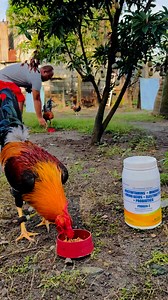 1.1M views · 10K reactions | Healthy tips #fbreelsfypシ゚viralシ #reelstrending #viral2025 #reelschallenge #aej | MINI FARM - PORAC | Facebook