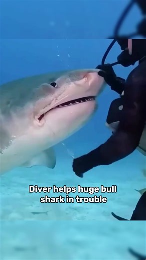 How Marine Life Influences Natural Behavior