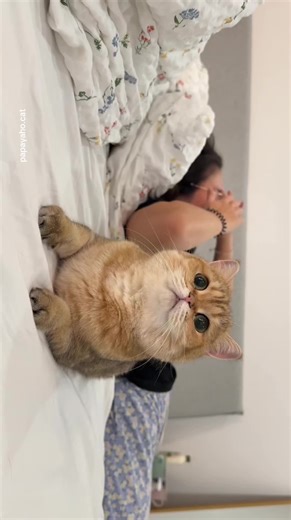 Understanding Pet Anxiety: Why Cats Struggle