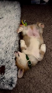 5 comments | Sleeping in today like...    IG: @ceedeethecorgi | Wag | Facebook
