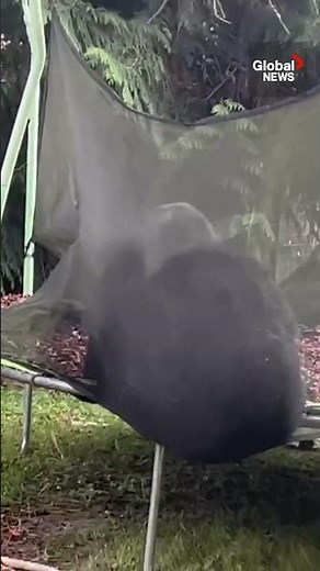 BC black bears bounce, battle then break trampoline 🐻