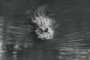 How Many Alligators Live in Florida's Lake Tarpon?