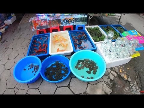 Inside the Most Beautiful Aquarium Fish Market in Vietnam | A Paradise for Fish Lovers