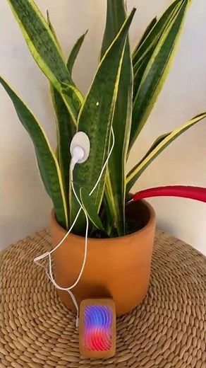 Watering a musical snake plant