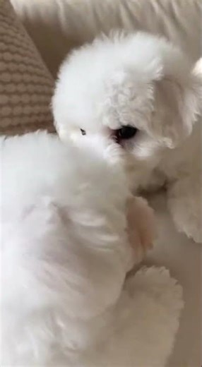 Cute Bichon Frise Puppies Playing on the Sunny Lawn Fun #puppies #bichonfrise #cute