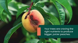 16oz Peach Plant Fertilizer - Makes 16 Gallons of Peach Tree Fertilizer for Peaches, Liquid Plant Food with Macronutrients + Micronutrients for Bigger, Sweeter Fruits, Healthy Growth & Strong Roots