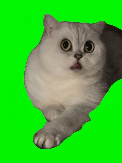 Peking Opera Performance by Cats: A Singing Sensation