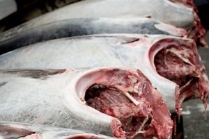 Atlantic bluefin tuna inches towards protection