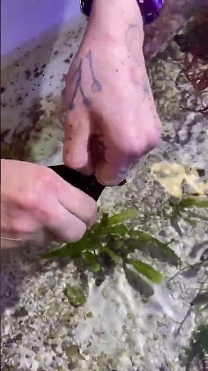 🦈 Baby Shark Hatchling! Watch This Bamboo Shark Egg Open 👀