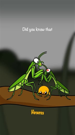 Lil Potates on Instagram: "Why the praying mantis is terrifying #prayingmantis #insect #animal #educational #prayingmantises"