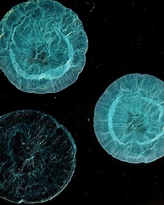 276 reactions · 50 shares | We collect all the most exciting experiments in one box. Get new experiments every month. ☄ | MEL Science | Facebook