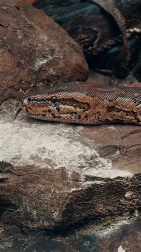 Ball Python