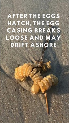 Ever found a Whelk Egg Case?